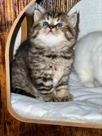 Brits korthaar kat Tijger (ouderstamboom), Kater, Ontwormd