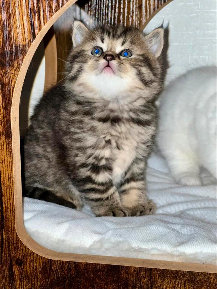 Brits korthaar kat Tijger (ouderstamboom), Dieren en Toebehoren, Katten en Kittens | Raskatten | Korthaar, Kater, Ontwormd