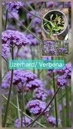 5 Jonge bio Verbena plantjes eigen kweek, stekjes, Ophalen, Zomer, Overige soorten, Volle zon