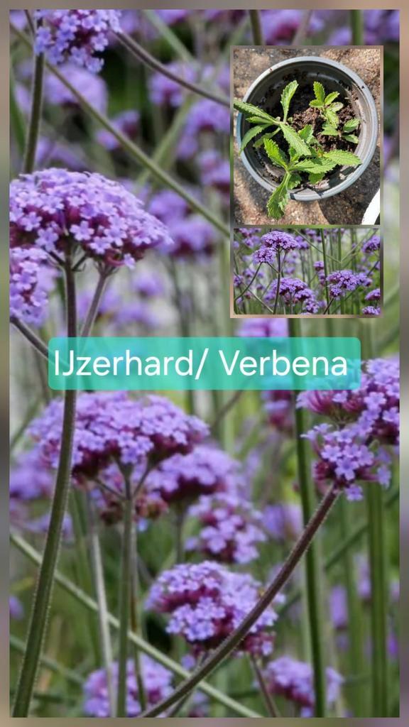 5 Jonge bio Verbena plantjes eigen kweek, stekjes, Tuin en Terras, Planten | Tuinplanten, Overige soorten, Volle zon, Zomer, Ophalen