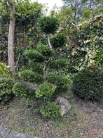 Bonsai vormboom 180 hoog, Tuin en Terras, Planten | Bomen, Minder dan 100 cm, Overige soorten, Ophalen of Verzenden