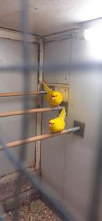Te koop gele geelvoorhoofd kakariki's (DEC Groen), Meerdere dieren, Parkiet, Geringd