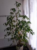 Kamerplant waringin of treurvijg., Ficus, Ophalen of Verzenden, Halfschaduw