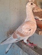 Kleurpostduiven postduiven almond met kite, Dieren en Toebehoren, Meerdere dieren, Postduif