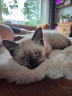 Ragdoll kittens, Dieren en Toebehoren, Katten en Kittens | Raskatten | Langhaar