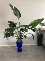 Strelitzia Nicolai, Ophalen, Overige soorten