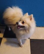 Pomeriaan hond, Dieren en Toebehoren, Particulier, Rabiës (hondsdolheid), 1 tot 2 jaar, Buitenland