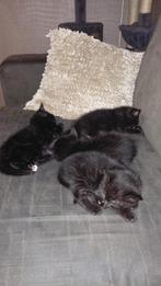 Britse korthaar kitten, Dieren en Toebehoren, Katten en Kittens | Raskatten | Langhaar, Meerdere dieren, Ingeënt