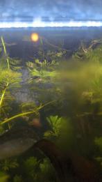 Black molly babies, Dieren en Toebehoren, Vis