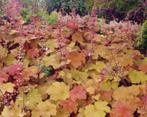 Heuchera 'Caramel' planten - Bijzonder paars/oranje blad, Overige soorten, Vaste plant, Ophalen of Verzenden, Halfschaduw
