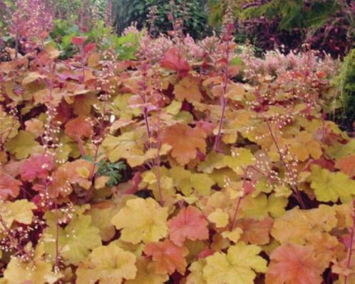 Heuchera 'Caramel' planten - Bijzonder paars/oranje blad, Tuin en Terras, Planten | Tuinplanten, Vaste plant, Overige soorten