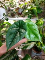 Baby alocasia sinuata kamerplantje, mooi kamerplant, Overige soorten, In pot, Minder dan 100 cm, Groene kamerplant