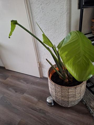 Plant met x2 poten  beschikbaar voor biedingen