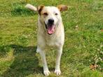 Winnie, een lieve, grappige, blije knul. Winnie is in NL, Particulier, Rabiës (hondsdolheid), Reu, Buitenland