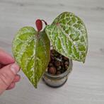 Piper crocatum ornatum plant, Huis en Inrichting, Kamerplanten, Ophalen of Verzenden, Halfschaduw, Minder dan 100 cm