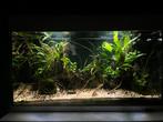 Aquarium Juwel Rio 125l met hardscape, Dieren en Toebehoren, Vissen | Aquaria en Toebehoren, Verzenden, Gebruikt, Gevuld zoetwateraquarium