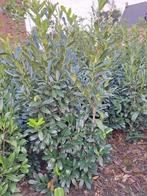 laurier genolia, Ophalen, Laurier, Haag, 100 tot 250 cm