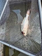 Verschillende koi's en bijvangst., Karper of Koi