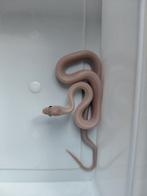 Korenslangen ultramel charcoal en blizzards, Dieren en Toebehoren, Reptielen en Amfibieën, Slang, 0 tot 2 jaar