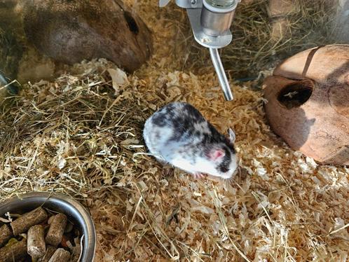 Mesocricetus auratus Goud Hamster, Dieren en Toebehoren, Knaagdieren, Meerdere dieren, Hamster, Na 1 juli 2024
