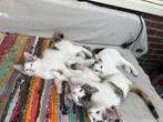 Maincoon mix kittens, Meerdere dieren, Ontwormd