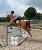 Knappe d pony, 8 jarige ruin, Dieren en Toebehoren, Pony's, Gechipt, Ruin, L, 7 tot 10 jaar