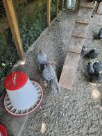 Antwerpse baardkriel koekkoek, Dieren en Toebehoren, Pluimvee, Mannelijk, Eend