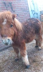 Babby pony 5 maande jong met paspoort, Dieren en Toebehoren, Pony's, Merrie, Recreatiepony, 0 tot 2 jaar