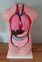 Medische anatomische torso met uitneembare organen, Ophalen of Verzenden, Zo goed als nieuw, Meerdere media