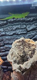 Gekko Madagascar, Ophalen of Verzenden