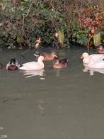 Kwakertjes, Meerdere dieren, Geringd