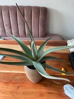 Plant, Ophalen, Vetplant, Halfschaduw, Minder dan 100 cm