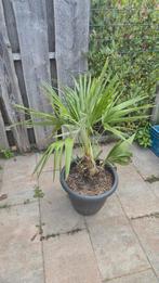 Chamaerops humilis, Tuin en Terras, Ophalen of Verzenden, Zomer, Overige soorten, Volle zon