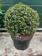 Ilex Bollen, Tuin en Terras, Planten | Tuinplanten, Ophalen, Overige soorten, Halfschaduw