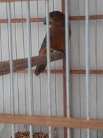 Twatwa pop, Dieren en Toebehoren, Vogels | Overige Vogels, Vrouwelijk, Geringd