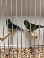 Koppel kanaries zwart geel agaat te koop, Meerdere dieren, Kleurkanarie
