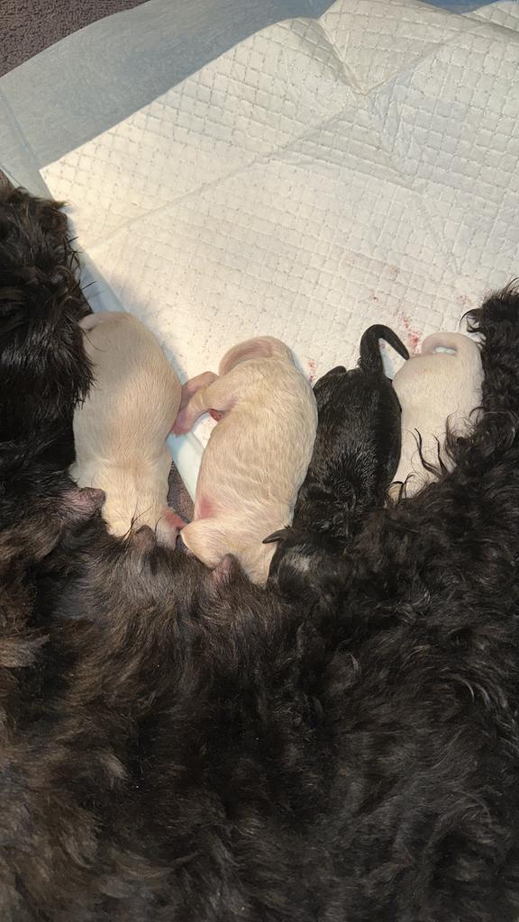 4 lieve puppy’s, Dieren en Toebehoren, Honden | Chihuahua's en Gezelschapshonden, Meerdere dieren, Overige rassen, Particulier