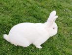 Witte nieuw zeelander, Dieren en Toebehoren, Konijnen, Mannelijk, Dwerg