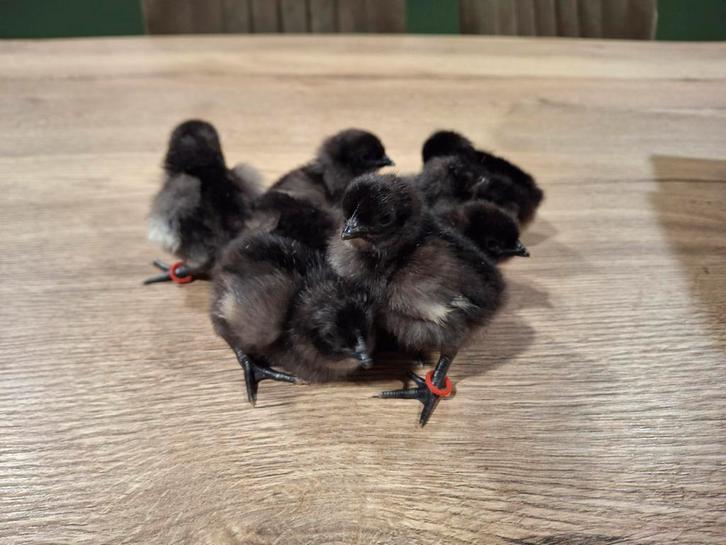 Kuikens Dongxiang Lukedanji!, Dieren en Toebehoren, Pluimvee, Kip