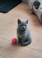 Britse korthaar, Kater, Gechipt, 0 tot 2 jaar