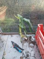 Prei en rode bieten, Ophalen