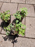 Akelei, vasteplant.donkerblauw, Tuin en Terras, Planten | Tuinplanten, Ophalen, Zomer, Overige soorten, Volle zon