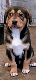 Grote zwitserse sennenhond pups, Dieren en Toebehoren, Meerdere, Meerdere dieren, Nederland, Particulier