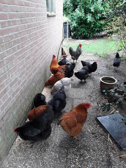 Broedeieren van New Hampshire, Dieren en Toebehoren, Pluimvee, Kip, Geslacht onbekend