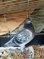 Kweekdoffer, Dieren en Toebehoren, Vogels | Duiven, Mannelijk, Postduif