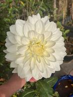 Zaden dahlia, Tuin en Terras, Bloembollen en Zaden, Ophalen of Verzenden, Volle zon