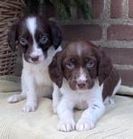 Supermooie FRIESE STABIJ x HEIDEWACHTEL pups, Dieren en Toebehoren, Honden | Niet-rashonden, Nederland, CDV (hondenziekte), 8 tot 15 weken