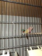 Gezocht 1 of 2 bourke poppen lutino of rubino, Dieren en Toebehoren, Vogels | Parkieten en Papegaaien, Vrouwelijk, Parkiet