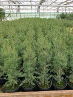 Picea glauca Conica, plantgoed p17, mini kerstboom,, Vaste plant, Ophalen of Verzenden, Overige soorten, Bloeit niet