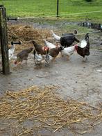 Kippen, Dieren en Toebehoren, Pluimvee, Vrouwelijk, Kip